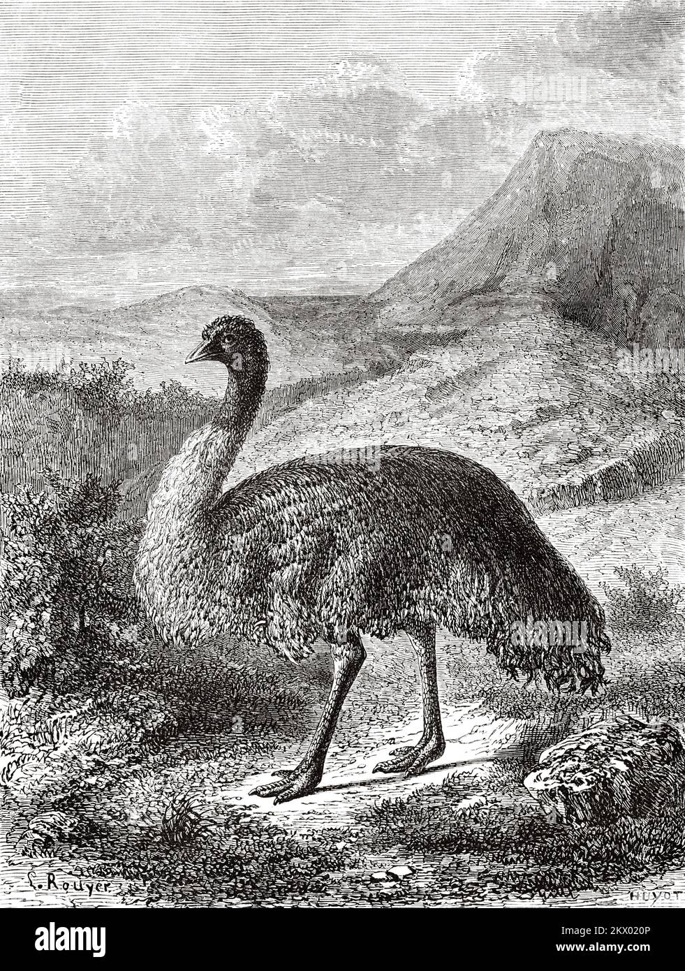 EMU (Dromaius novaehollandiae) États australiens de Victoria, Australie. Souvenir d'un squat français en Australie par H. de Castella 1854-1856 Banque D'Images