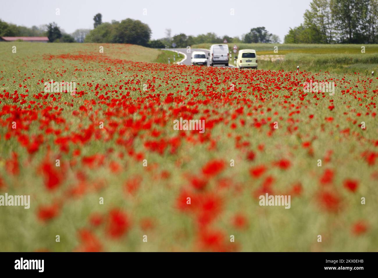 22.05.2017., Novigrad Podravski, Croatie - champs de colza couverts de coquelicots et de camomille photo: Matija Gudlin/HaloPix/PIXSELL Banque D'Images