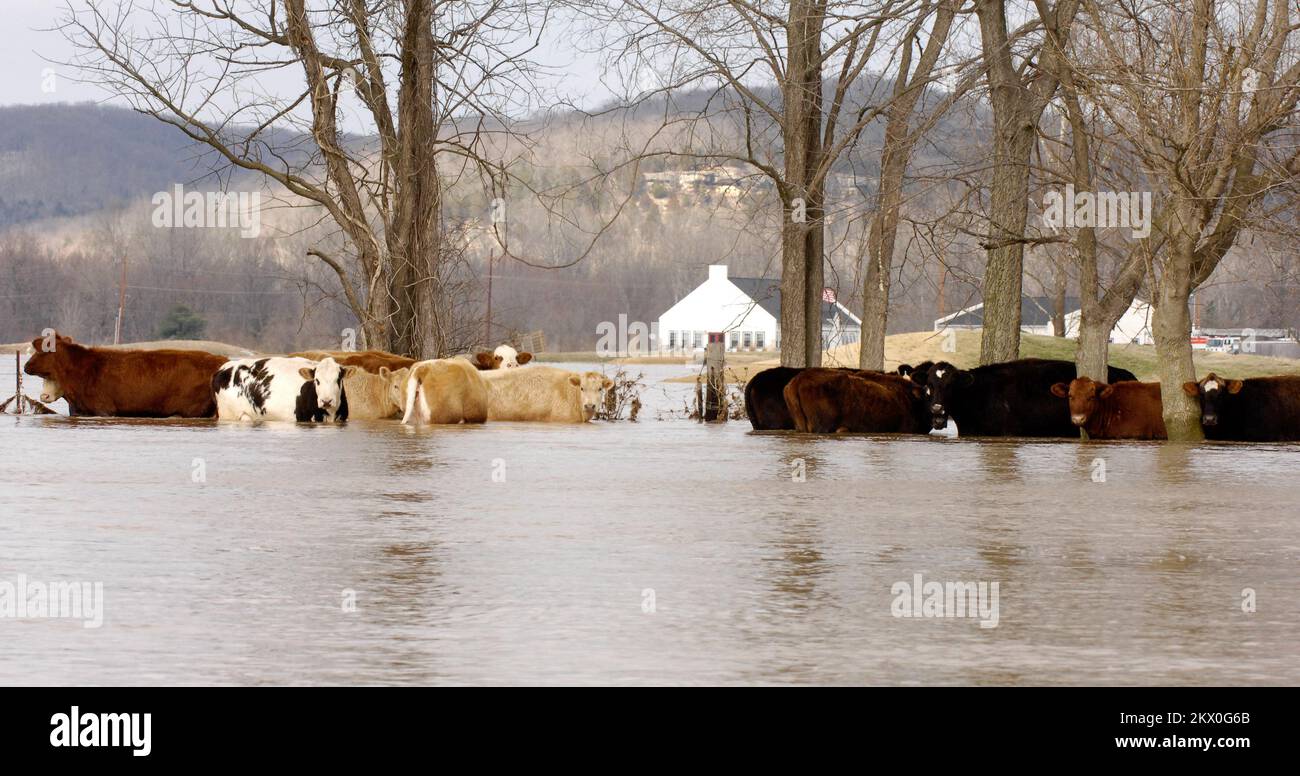 Tempêtes et inondations graves, Eureka, Mo, 22 mars 2008 les bovins bloqués dans les eaux des crues sont sauvés dans la région. Eureka, Mo- Un certain nombre de bovins sont coincés dans les eaux d'inondation. Photographies relatives aux programmes, aux activités et aux fonctionnaires de gestion des catastrophes et des situations d'urgence Banque D'Images