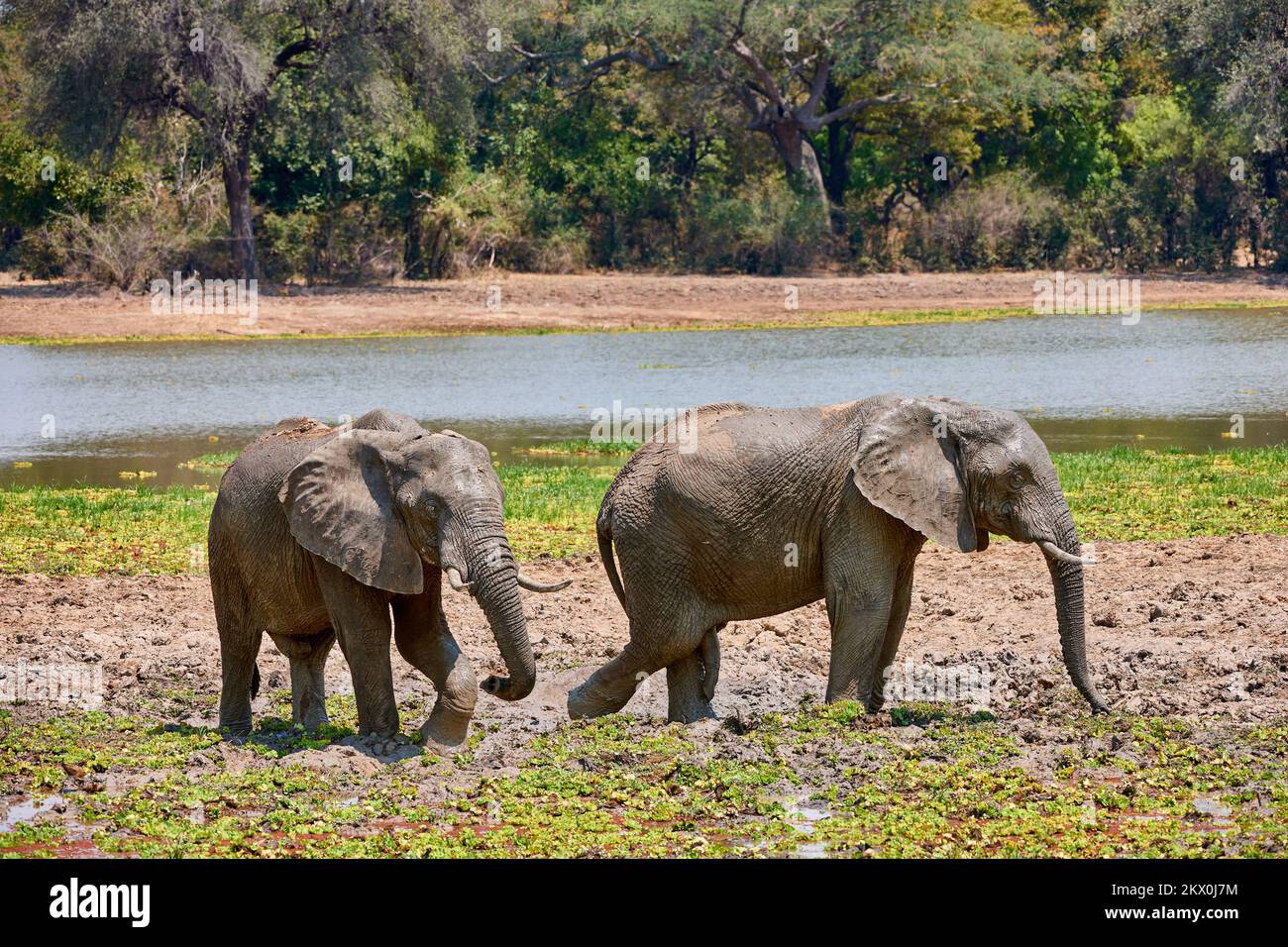 Bush d'Afrique Loxodonta africana, l'éléphant, le parc national de South Luangwa, en Zambie, l'Afrique Banque D'Images