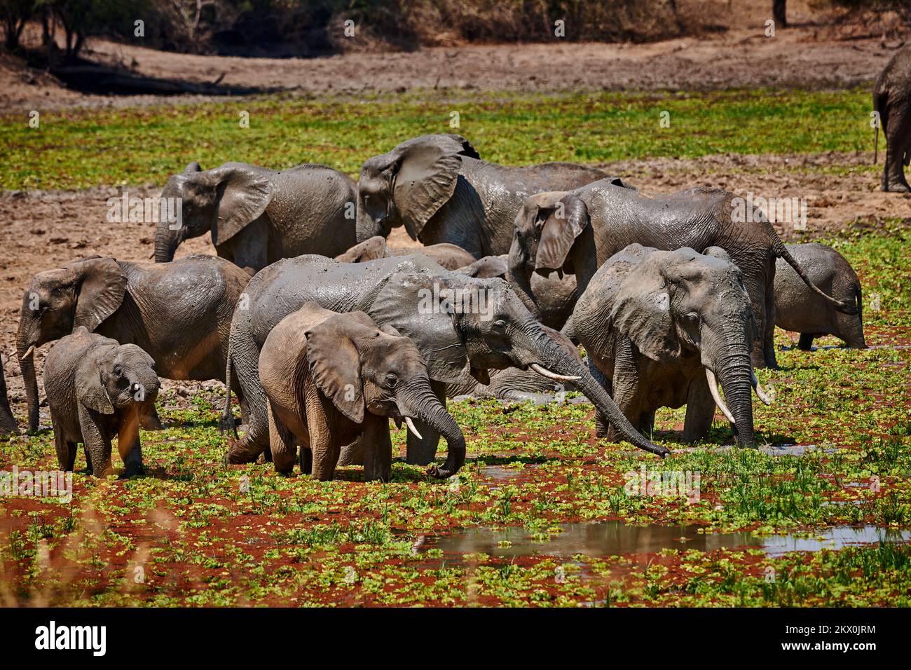 Bush d'Afrique Loxodonta africana, l'éléphant, le parc national de South Luangwa, en Zambie, l'Afrique Banque D'Images