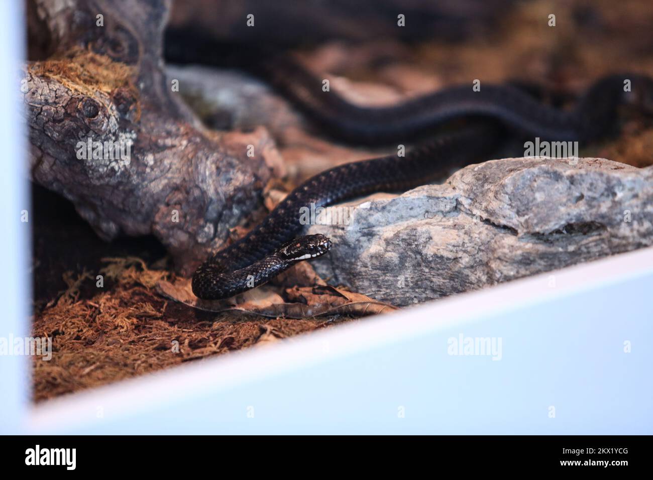 04.08.2017., Croatie, île de Hvar, Stari Grad - l'exposition du serpent "Planet Snake - la beauté découverte" organisée par Tome Makjanic, un collectionneur de serpent de longue date qui a 100 cornes dans sa collection, est à l'école élémentaire Petar Hektorovica. Il s'agit de l'une des plus grandes expositions de serpents en Croatie et a exposé le cobra roi, le mamba noir et vert, le crotale de diamant, le vipère de Gaboon, le python de type Zane, le vipère et beaucoup d'autres toxiques et non toxiques dans un total de 29 terrarium différents. Pour ceux qui veulent briser la peur, il est possible de tenir et de photographier un serpent. Adde Banque D'Images