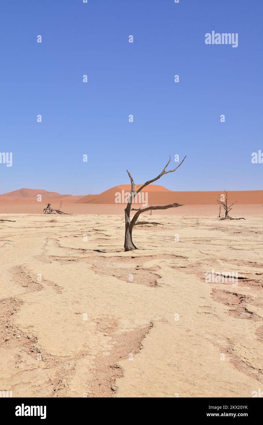 deadvlei sossusvlei arbres de la poêle sec désert Dunde sable Namibie Afrique Banque D'Images