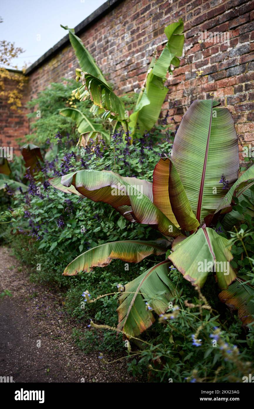 Arley Hall et Gardens immenses feuilles Banque D'Images