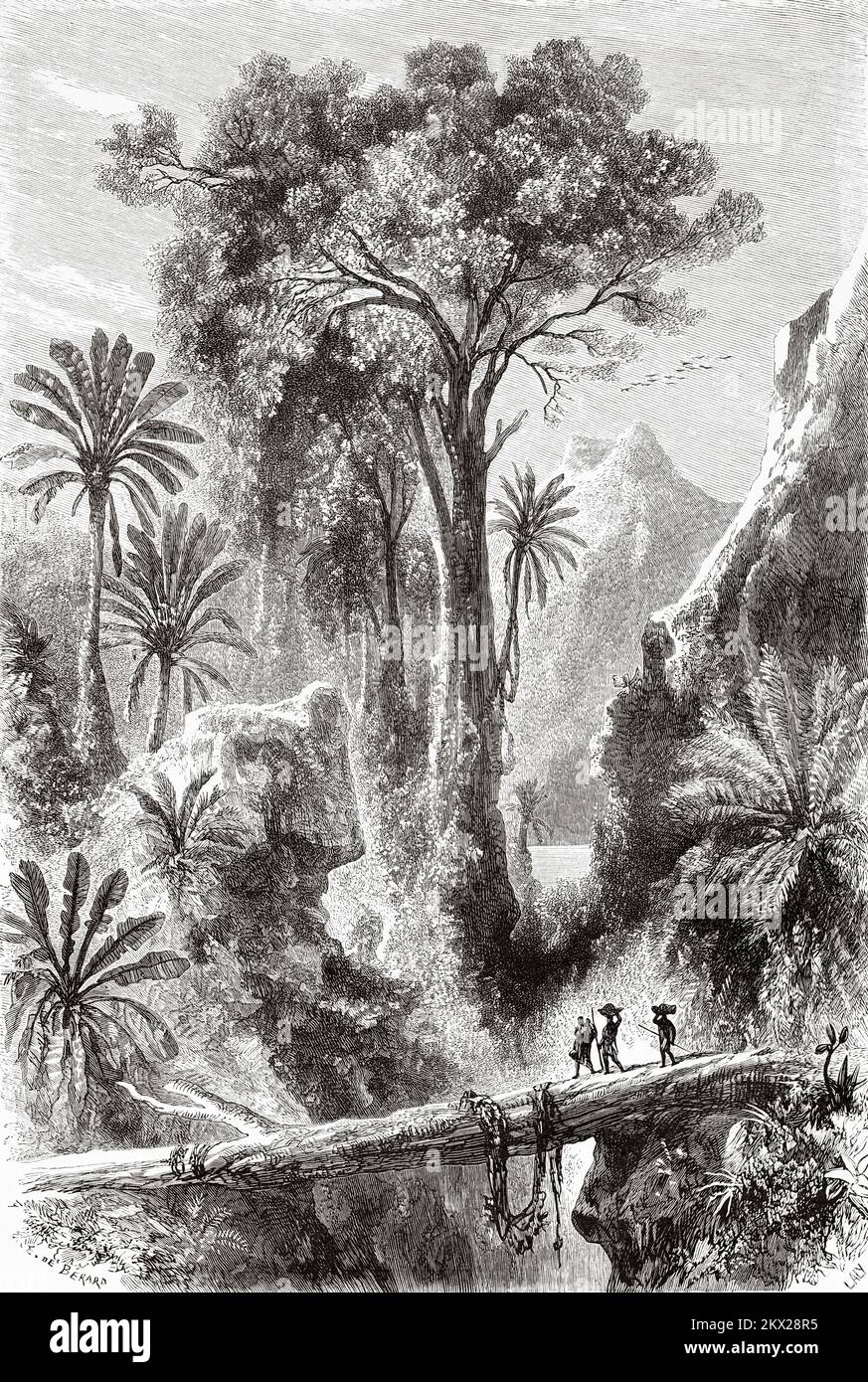 Tronc d'arbre utilisé comme pont dans la forêt, Madagascar. Les voyages d'Ida Pfeiffer 1857 Banque D'Images