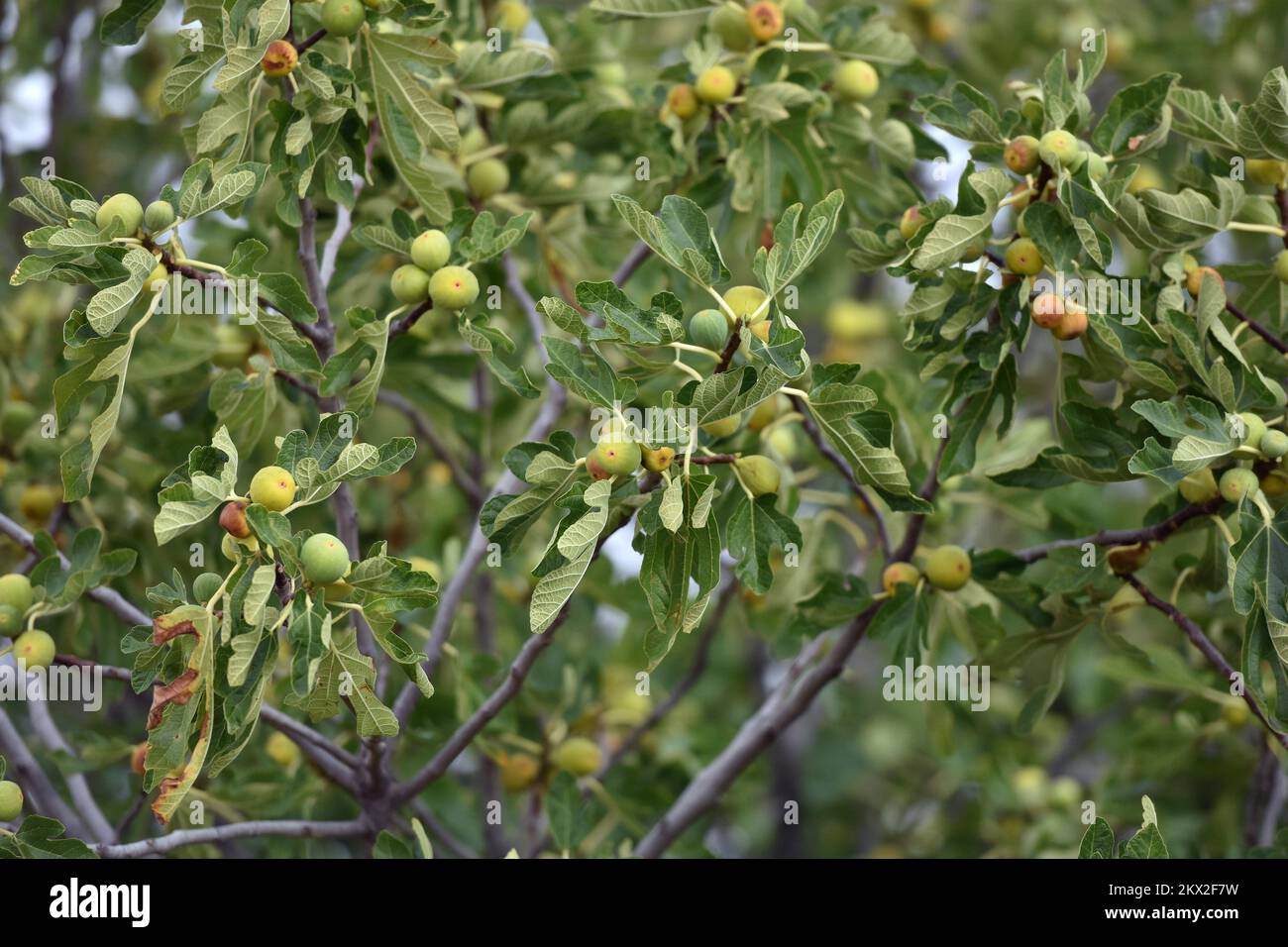 10.09.2017., Skradin, Croatie - Fig sur l'arbre. Photo: Hrvoje Jelavic/PIXSELL Banque D'Images