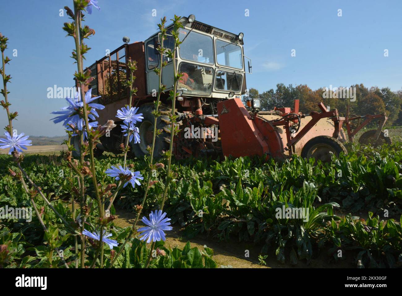 18.10.2017., Kaniska Iva, Gresnica, Croatie - Un temps d'automne chaud, appelé été indien, est un moment idéal pour travailler sur les fermes. Aujourd'hui, sur 25 hectares de LA ferme de la famille PUSKARIC agricole a commencé la récolte de chicorée avec 6 rangées automotrices. La chicorée est une matière première de café blanc, utilisée comme substitut de café. Photo: Damir Spehar/PIXSELL Banque D'Images