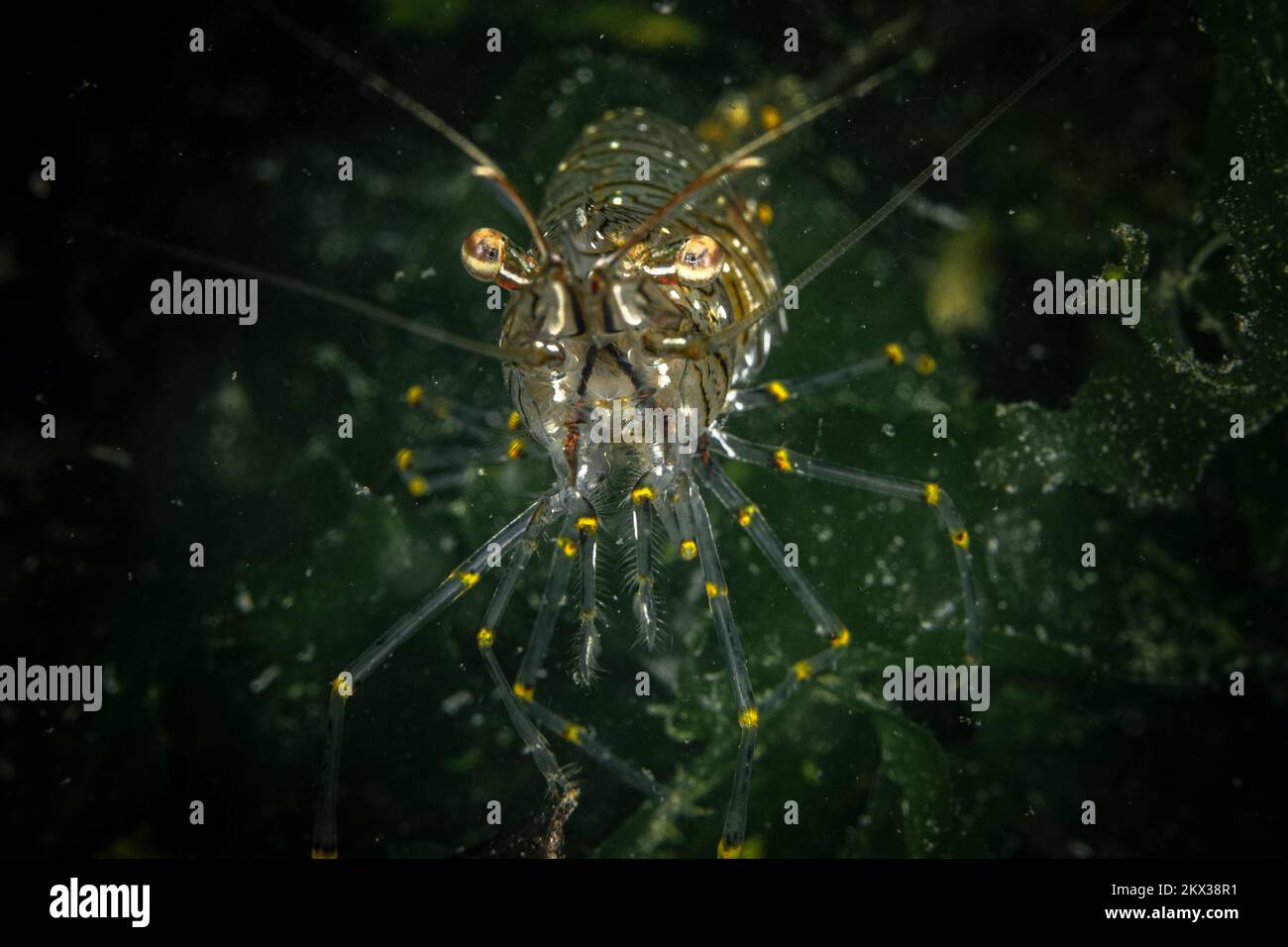 Crevettes de récif colorées sur un récif de corail sain dans l'Indo Pacific Banque D'Images