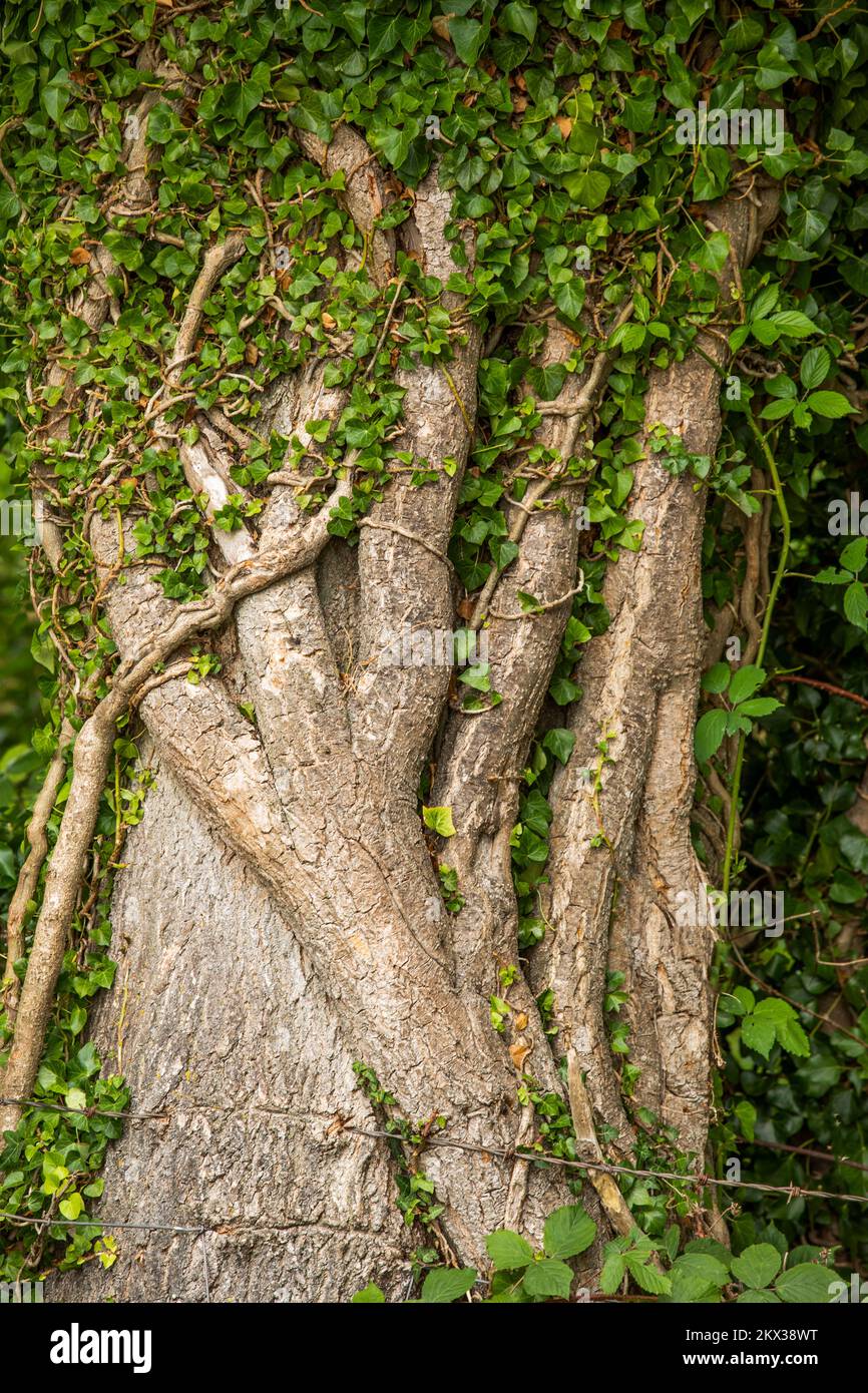 Ivy mature bien établi sur un tronc d'arbre Banque D'Images