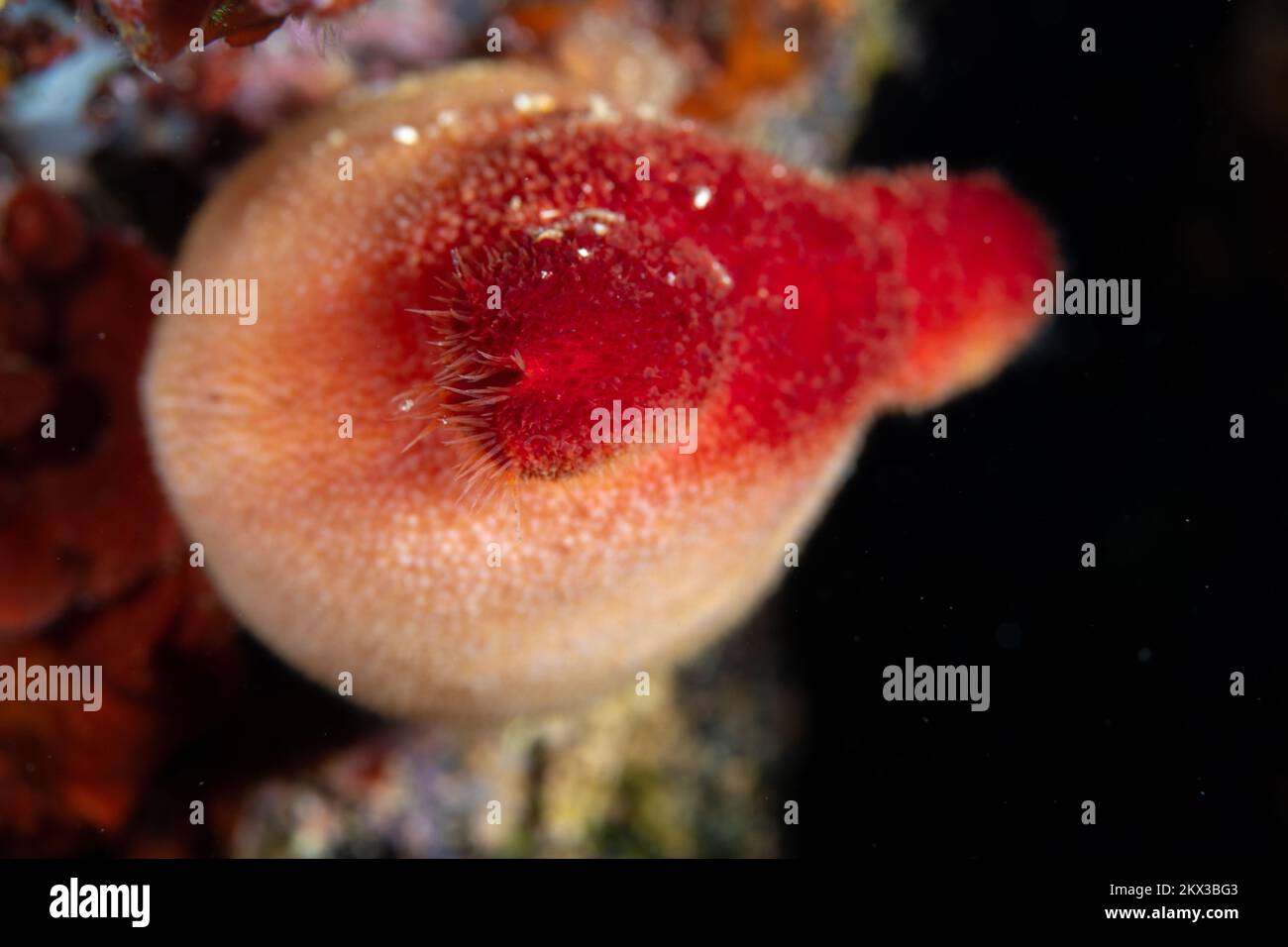 Trouver des invertébrés sous-marins sur le récif corallien dans l'océan pacifique pendant la plongée sous-marine en Indonésie Banque D'Images Trouver des invertébrés sous-marins sur le récif corallien dans l'océan pacifique pendant la plongée sous-marine en Indonésie Banque D'Images