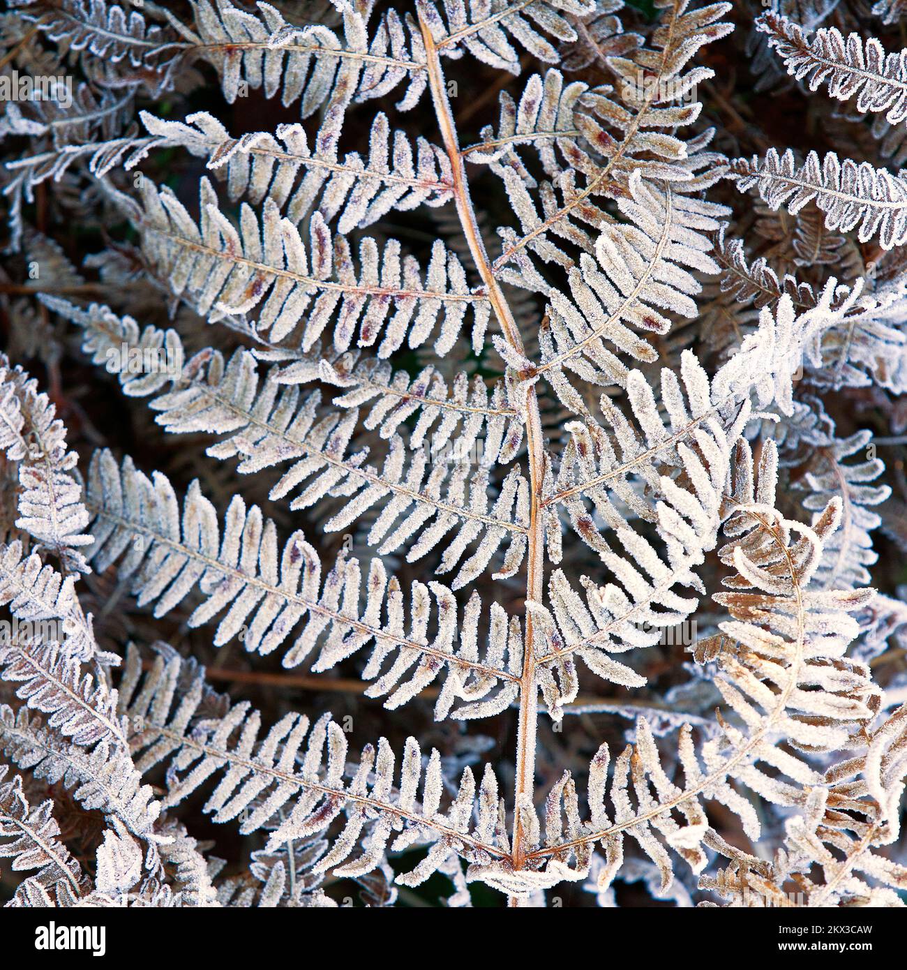 Frondes de fougères recouvertes de givre sur Cannock Chase en hiver Banque D'Images