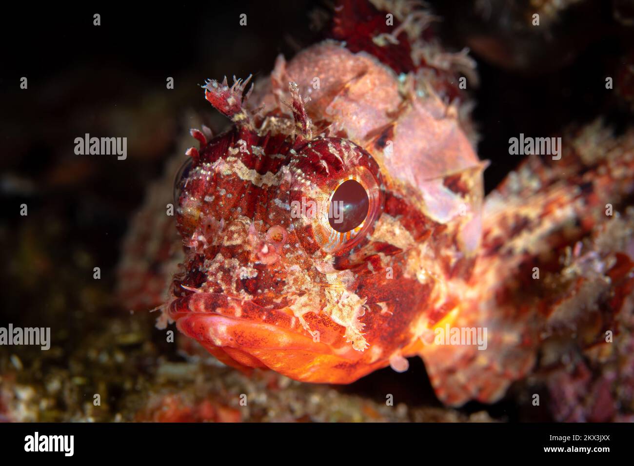 Beau détail sur la peau de scorpionfish comme il camouflage dans son environnement. Poisson déguisé pour se fondre comme prédateur d'embuscade Banque D'Images