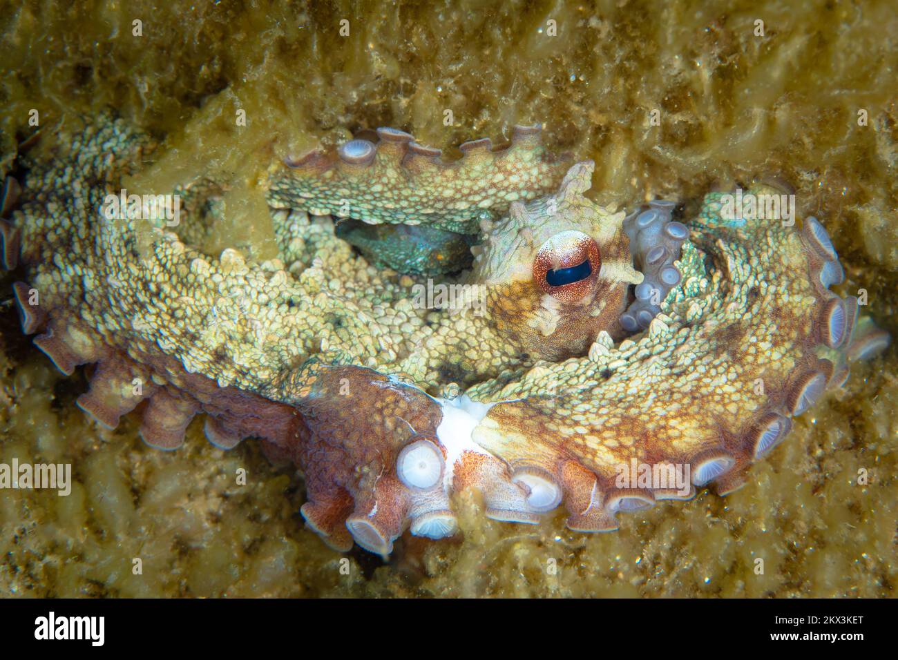 Camouflage d'Octopus - Octopus changeant sa forme, sa texture et sa couleur pour se fondre et se cacher dans son environnement Banque D'Images