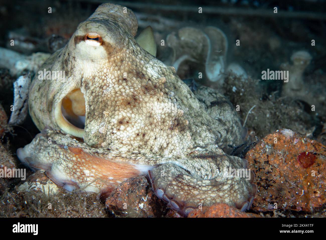 Camouflage d'Octopus - Octopus changeant sa forme, sa texture et sa couleur  pour se fondre et se cacher dans son environnement Photo Stock - Alamy