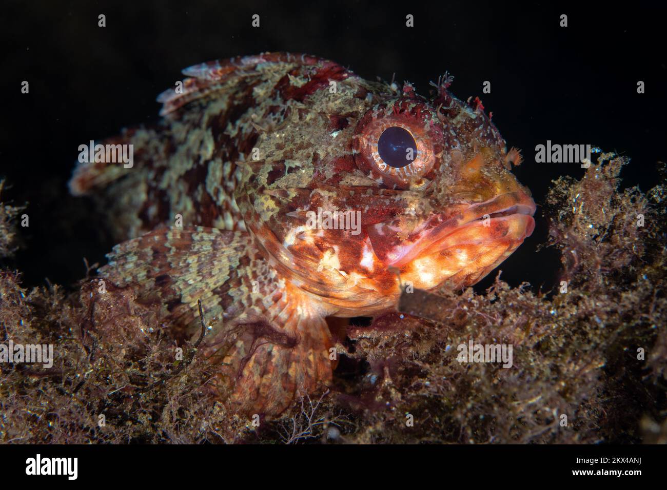 Beau détail sur la peau de scorpionfish comme il camouflage dans son environnement. Poisson déguisé pour se fondre comme prédateur d'embuscade Banque D'Images