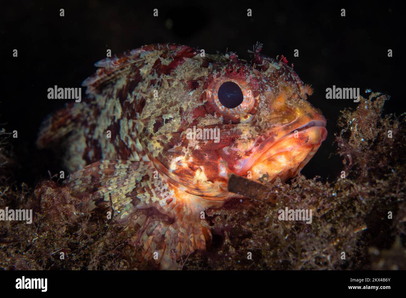 Beau détail sur la peau de scorpionfish comme il camouflage dans son environnement. Poisson déguisé pour se fondre comme prédateur d'embuscade Banque D'Images