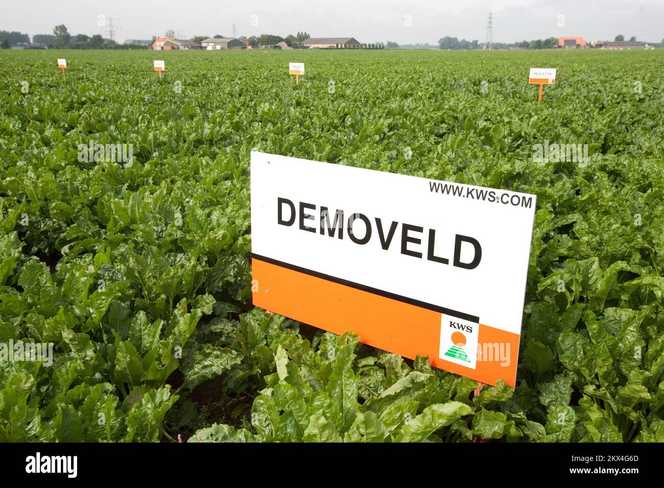 Pays-Bas, Wageningen - champ de démonstration de l'endive. L'endive est un légume foliaire appartenant au genre Cichorium. Les espèces incluent Cichorium endivi Banque D'Images