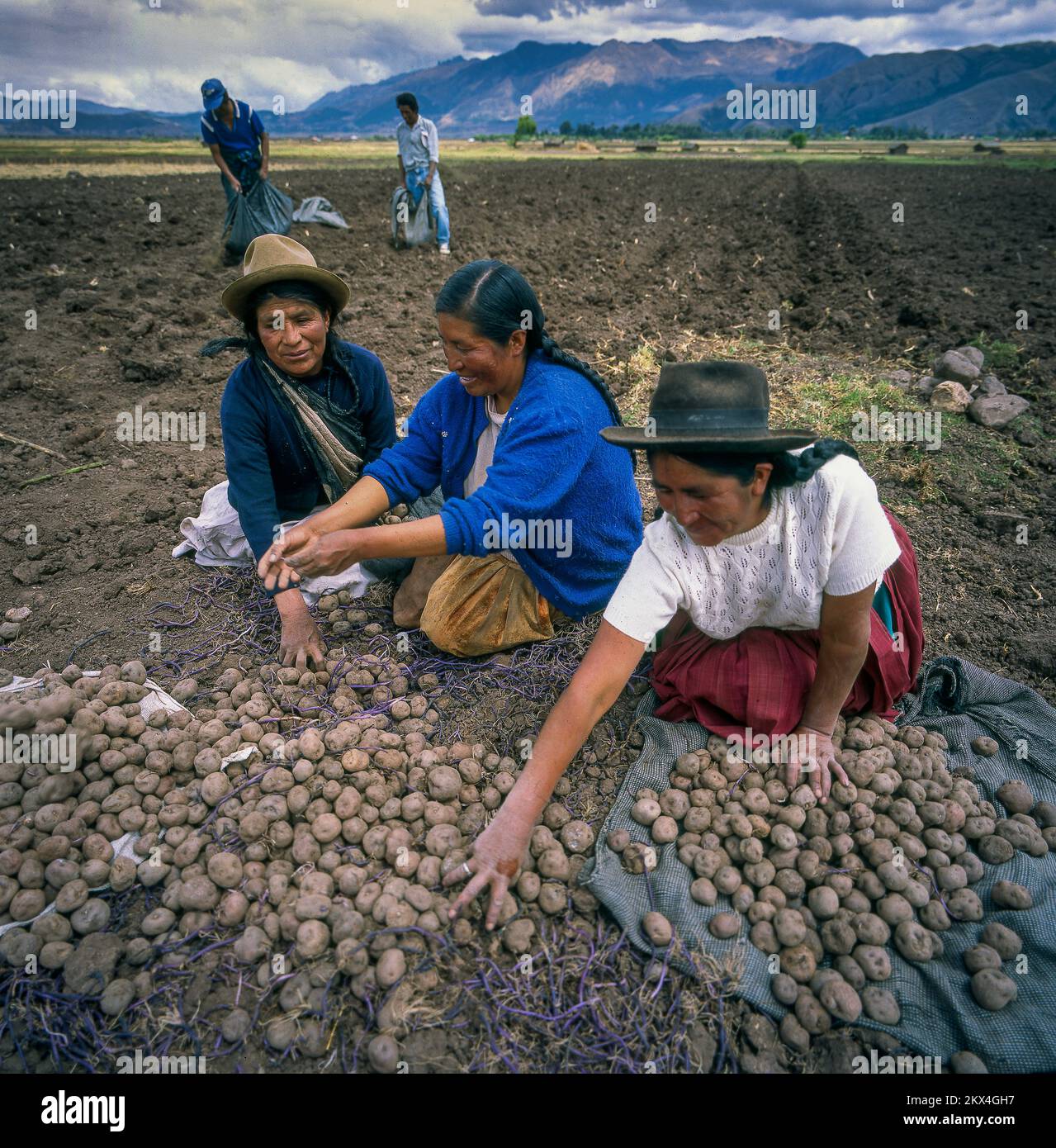 Pérou, région de Cusco; les travailleurs sur le terrain sélectionnent les pommes de terre récoltées pour les pommes de terre de semence. Banque D'Images