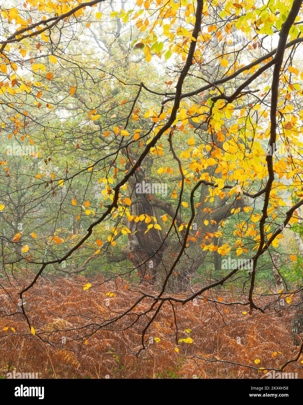 Une vue portrait des branches d'un hêtre charpente un ancien chêne pendant l'automne,Sherwood Forest,Notinghamshire,UK,novembre Banque D'Images