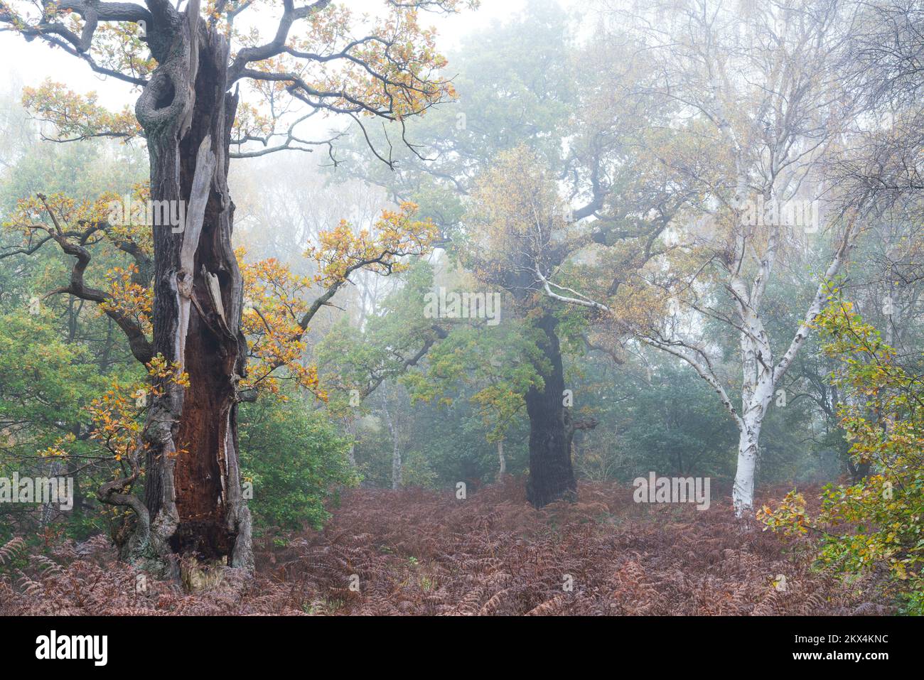 Vue sur le paysage d'un chêne en décomposition dans une forêt ancienne brumeuse pendant l'automne, forêt de Sherwood, Notinghamshire, Royaume-Uni, novembre Banque D'Images