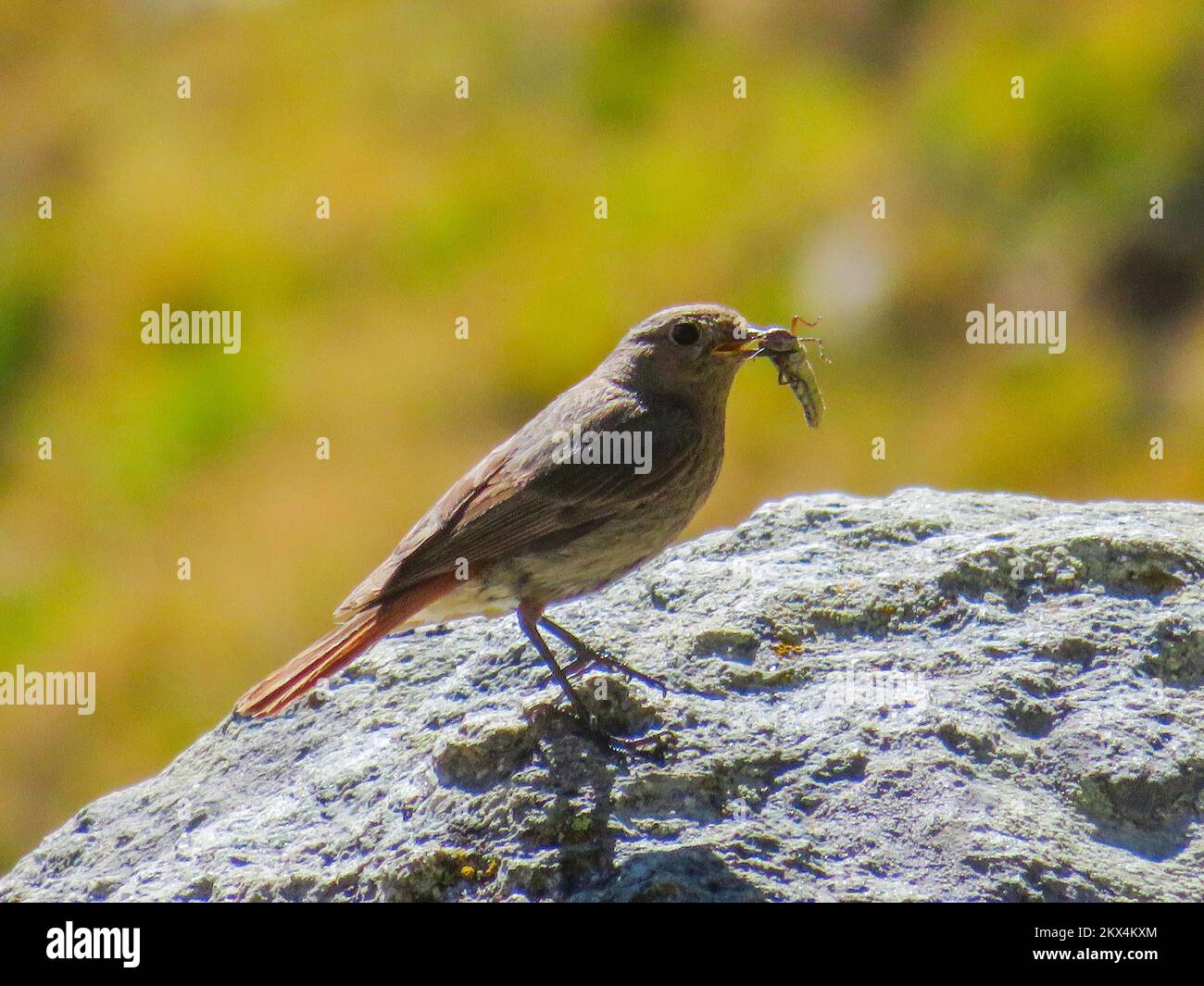 Italie, Alpes - le redstart noir (Phoenicurus ochruros) est un petit oiseau de passereau du genre Phoenicurus. Banque D'Images