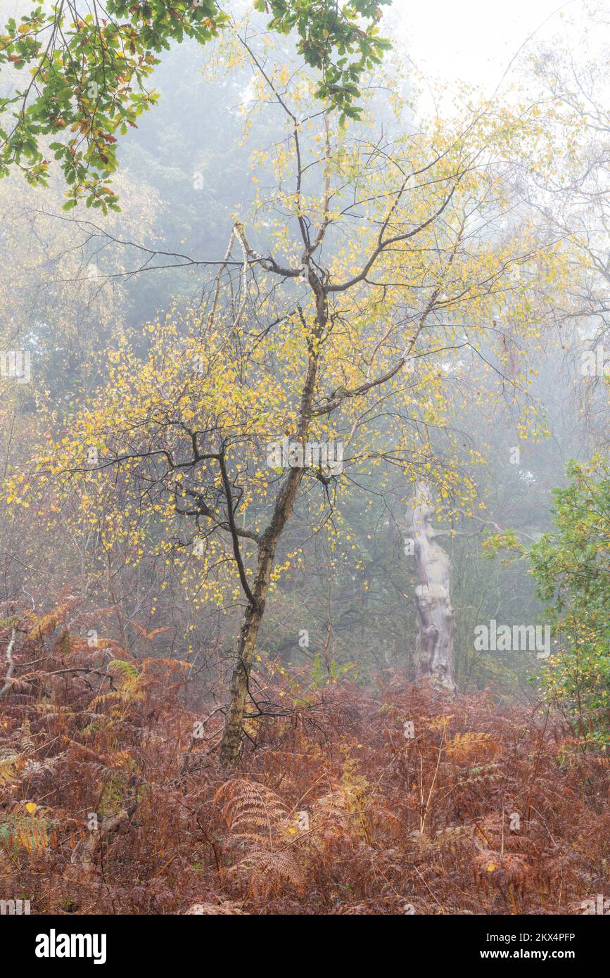 Une vue portrait d'un bouleau et d'un chêne ancien parmi les crocheen un matin brumeux pendant l'automne, Sherwood Forest, Notinghamshire, Royaume-Uni, novembre Banque D'Images