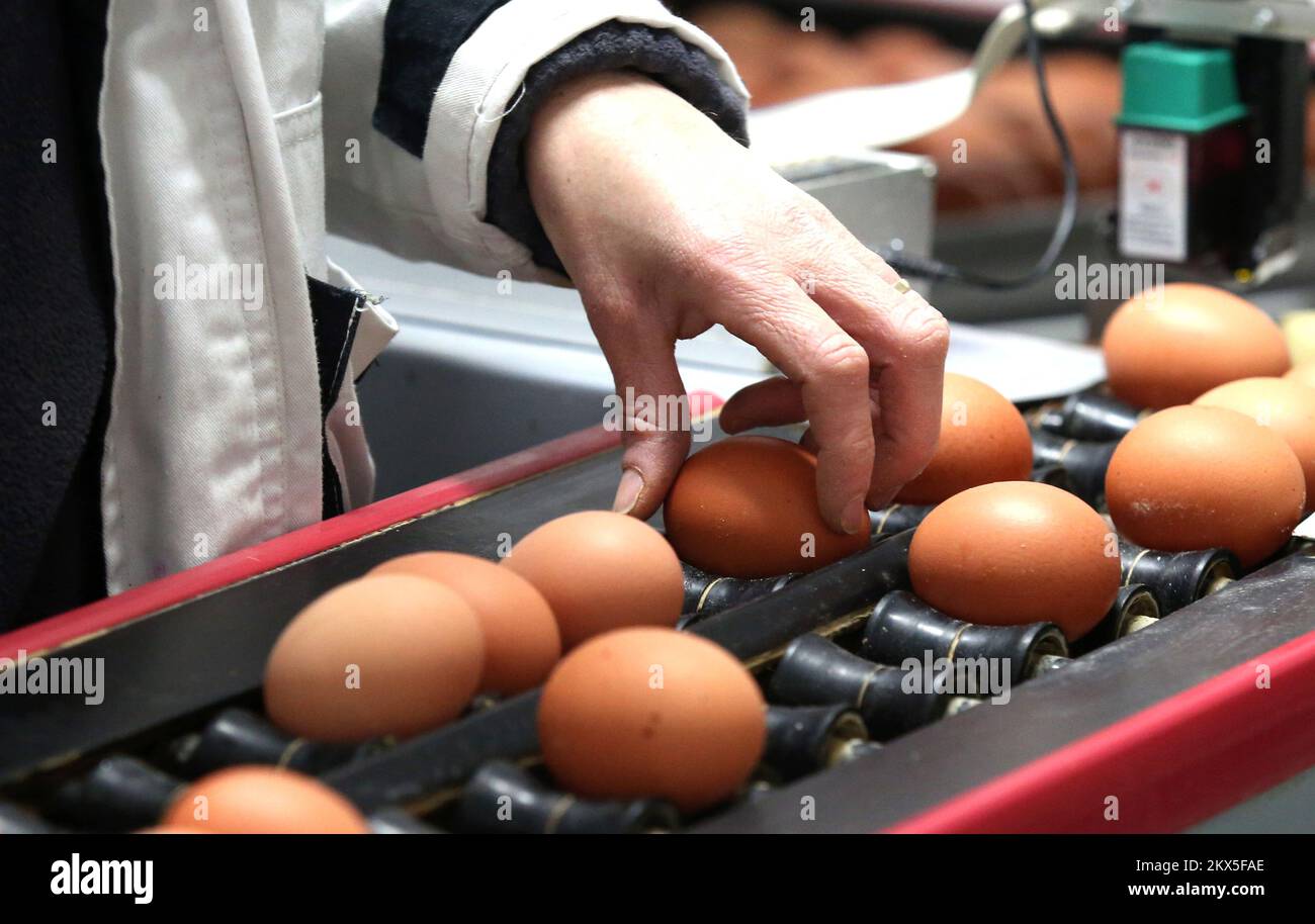 29.03.2018., Pakovo Selo - dans la ferme d'oeufs KolaAriste à la veille des vacances de Pâques, la demande d'oeufs est accrue. Photo: Dusko Jaramaz/PIXSELL Banque D'Images