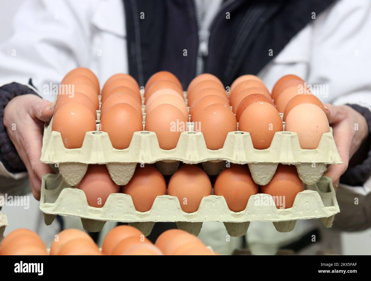 29.03.2018., Pakovo Selo - dans la ferme d'oeufs KolaAriste à la veille des vacances de Pâques, la demande d'oeufs est accrue. Photo: Dusko Jaramaz/PIXSELL Banque D'Images