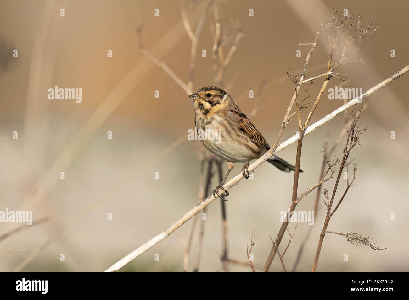 Le Bunkting-Emberiza schoeniclus se nourrit de têtes de semis. Royaume-Uni Banque D'Images