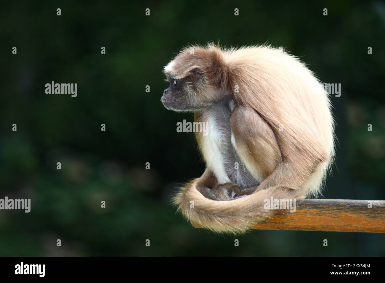 Goldatelnklammeraffe / Monkey araignée à ventre blanc / Ateles belzebuth Banque D'Images