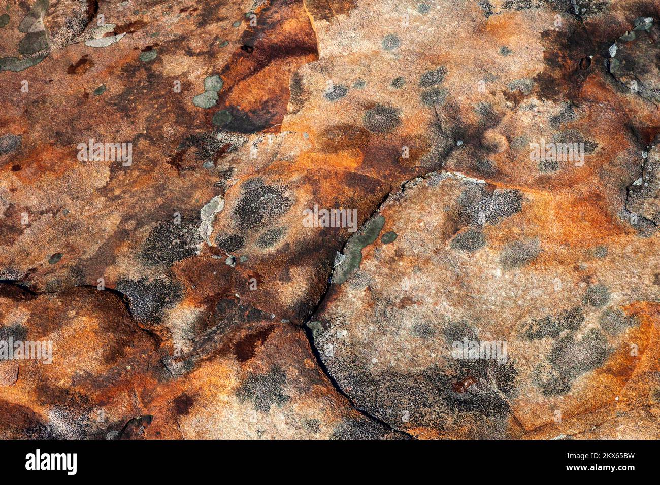 Grès rouge et lichens croûteux sur le mont Moosic, comté de Lackawanna, Pennsylvanie Banque D'Images