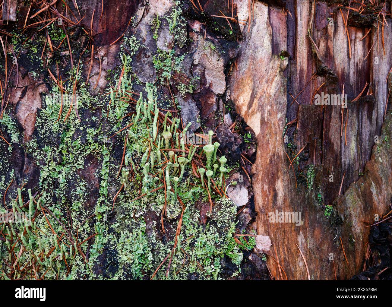 Coupes en forme de goblet de Cladonia lichen sortant de l'écorce d'un pin, Beacon Wood, Penrith, Cumbria. Banque D'Images