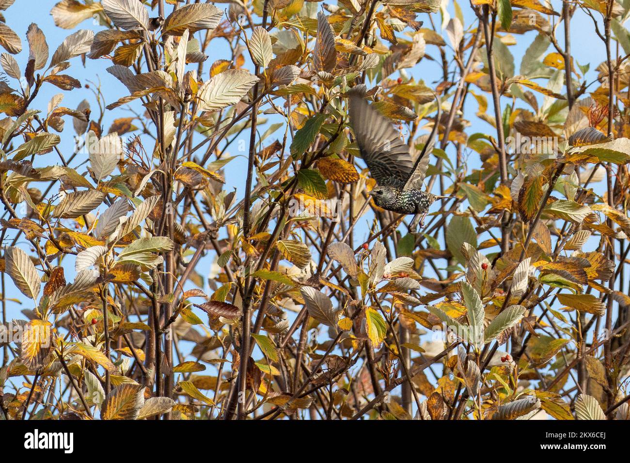 Starling (Sturnus vulgaris) volant d'un arbre dans des couleurs automnales, Royaume-Uni Banque D'Images