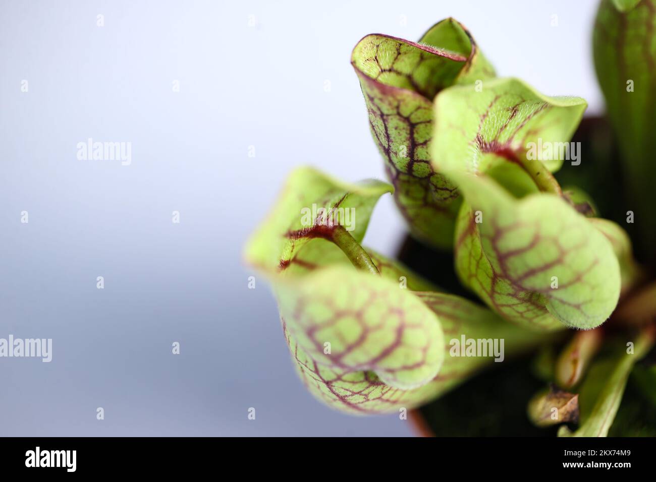 09.07.02018., Zagreb, Croatie - Sarracenia est un genre composé de 8 à 11 espèces de pichets nord-américains, communément appelés pichets de trompette. Le genre appartient à la famille des Sarracéniaceae. Photo: Igor Soban/PIXSELL Banque D'Images