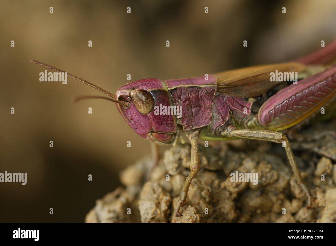 Gros plan détaillé sur une jolie anomalie de coloration rose chez la sauterelle commune européenne , Pseudochorthippus parallélus Banque D'Images