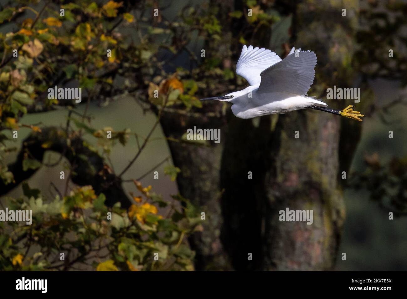 Petit aigrette volant au-delà des arbres montrant les pieds jaunes et le bec noir (Egretta garzetta), Royaume-Uni Banque D'Images