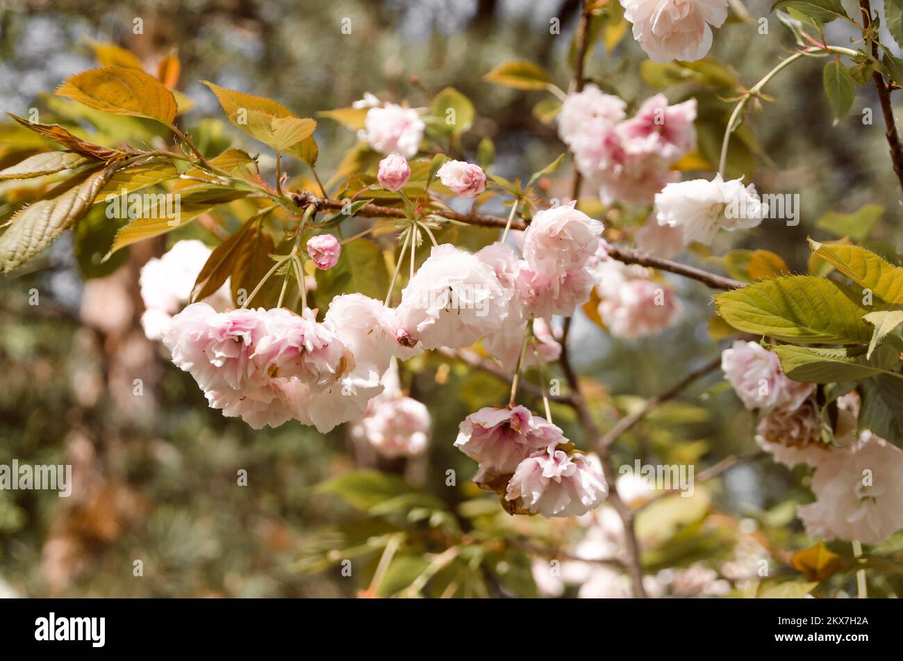 Prunus Serrulata. Fleur de cerisier dans le jardin japonais de Vrnjačka Banja Banque D'Images