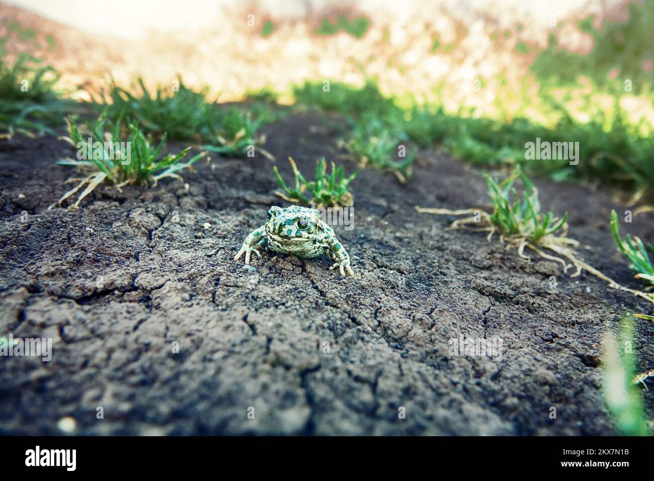 Un jeune crapaud vert européen (crapaud variable, Bufo viridis) sur terre sèche. Coloration assimilable (pas dans ce cas) et sécrétions toxiques sur la peau. Op Banque D'Images
