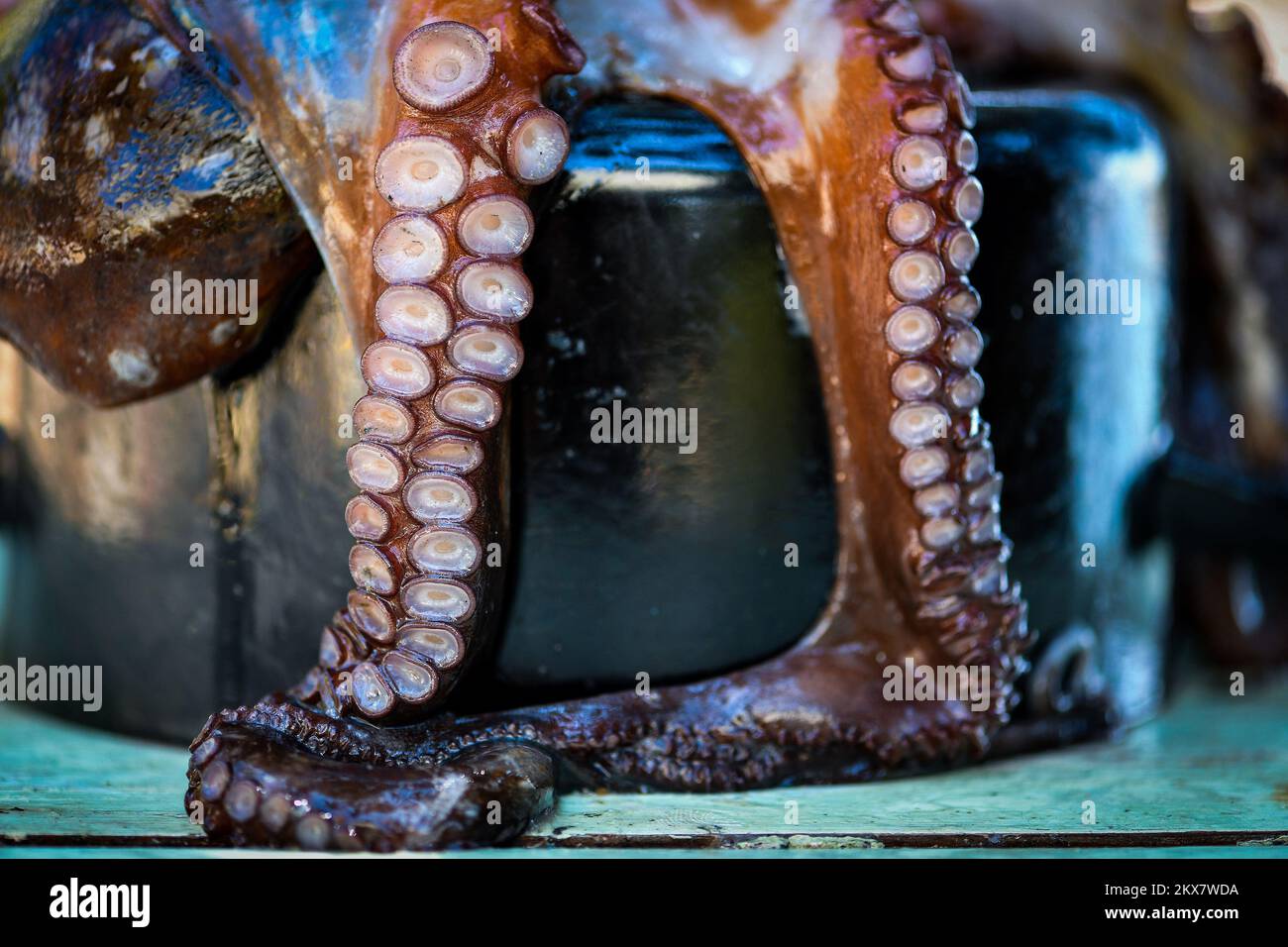 05.08.2018., Zagreb, Croatie - le pieuvre est un mollusque doux à huit limbed de l'ordre des pieuvres. Environ 300 espèces sont reconnues et l'ordre est regroupé dans la classe Cephalopoda avec des calmars, des seiches et des nautiloïdes. Comme les autres céphalopodes, le poulpe est bilatéralement symétrique avec deux yeux et un bec, avec sa bouche au point central des huit membres (traditionnellement appelés 'bras', parfois appelé 'tentacules' à tort). Le corps souple peut rapidement modifier sa forme, ce qui permet aux poulpes de se pincer à travers de petits espaces. Ils suivent leurs huit appendices derrière eux pendant qu'ils nagent. T Banque D'Images