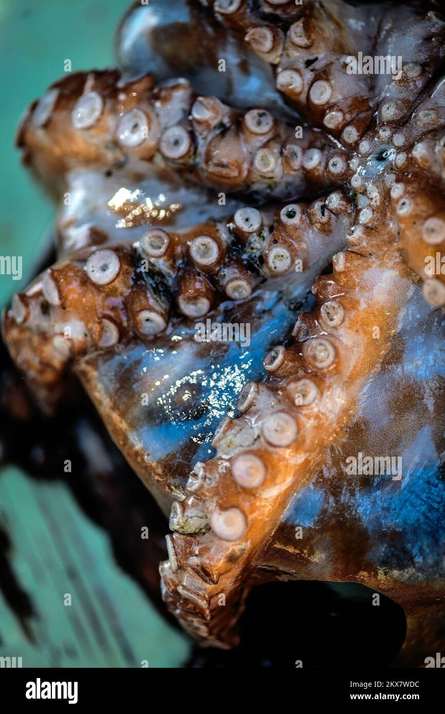05.08.2018., Zagreb, Croatie - le pieuvre est un mollusque doux à huit limbed de l'ordre des pieuvres. Environ 300 espèces sont reconnues et l'ordre est regroupé dans la classe Cephalopoda avec des calmars, des seiches et des nautiloïdes. Comme les autres céphalopodes, le poulpe est bilatéralement symétrique avec deux yeux et un bec, avec sa bouche au point central des huit membres (traditionnellement appelés 'bras', parfois appelé 'tentacules' à tort). Le corps souple peut rapidement modifier sa forme, ce qui permet aux poulpes de se pincer à travers de petits espaces. Ils suivent leurs huit appendices derrière eux pendant qu'ils nagent. T Banque D'Images