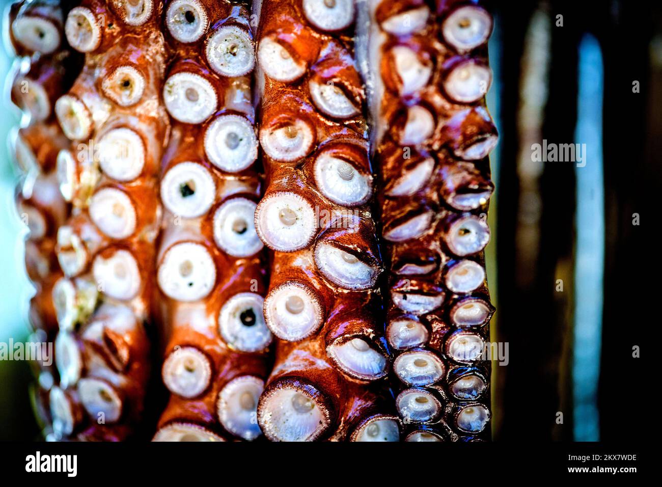 05.08.2018., Zagreb, Croatie - le pieuvre est un mollusque doux à huit limbed de l'ordre des pieuvres. Environ 300 espèces sont reconnues et l'ordre est regroupé dans la classe Cephalopoda avec des calmars, des seiches et des nautiloïdes. Comme les autres céphalopodes, le poulpe est bilatéralement symétrique avec deux yeux et un bec, avec sa bouche au point central des huit membres (traditionnellement appelés 'bras', parfois appelé 'tentacules' à tort). Le corps souple peut rapidement modifier sa forme, ce qui permet aux poulpes de se pincer à travers de petits espaces. Ils suivent leurs huit appendices derrière eux pendant qu'ils nagent. T Banque D'Images