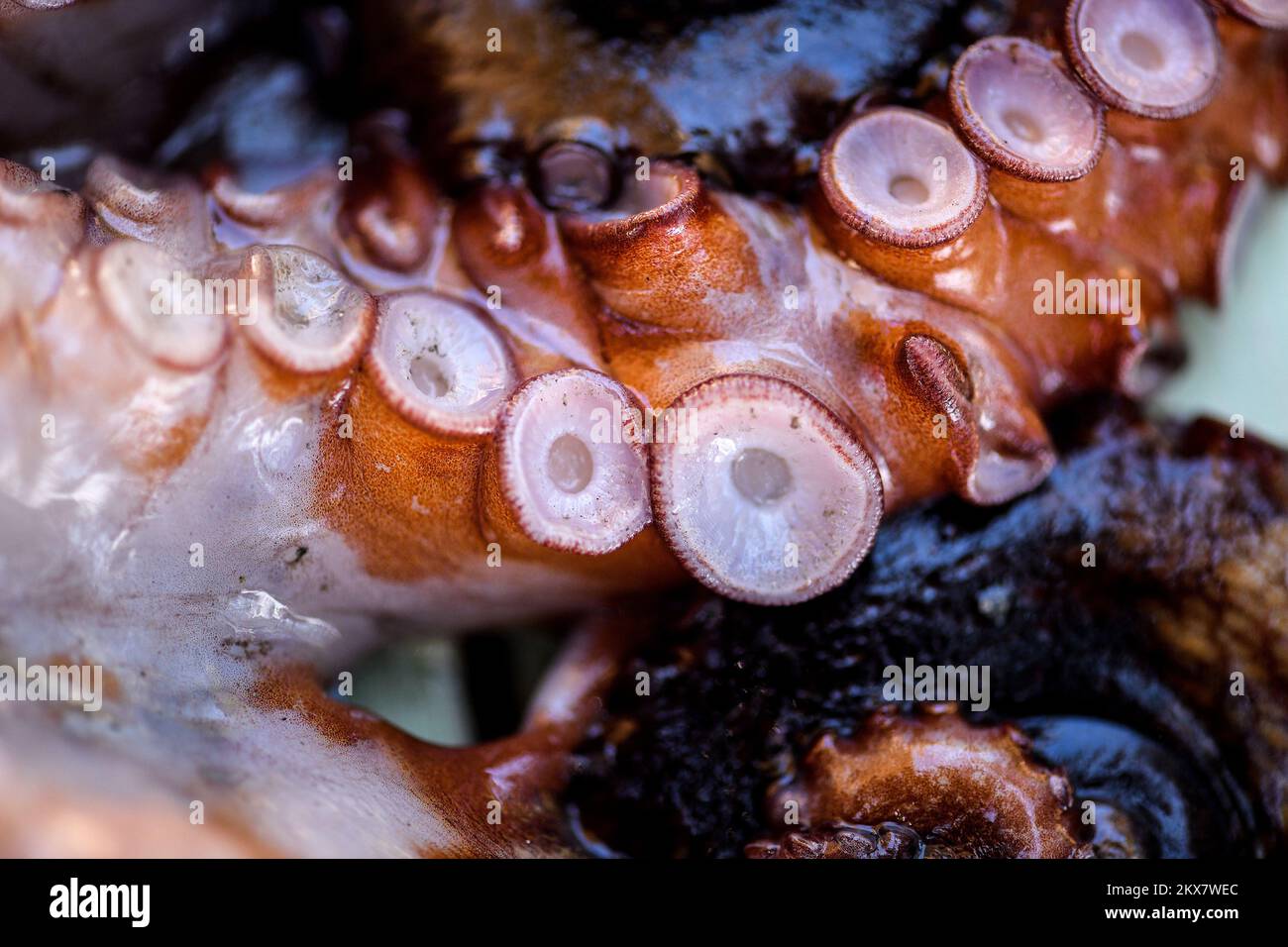 05.08.2018., Zagreb, Croatie - le pieuvre est un mollusque doux à huit limbed de l'ordre des pieuvres. Environ 300 espèces sont reconnues et l'ordre est regroupé dans la classe Cephalopoda avec des calmars, des seiches et des nautiloïdes. Comme les autres céphalopodes, le poulpe est bilatéralement symétrique avec deux yeux et un bec, avec sa bouche au point central des huit membres (traditionnellement appelés 'bras', parfois appelé 'tentacules' à tort). Le corps souple peut rapidement modifier sa forme, ce qui permet aux poulpes de se pincer à travers de petits espaces. Ils suivent leurs huit appendices derrière eux pendant qu'ils nagent. T Banque D'Images