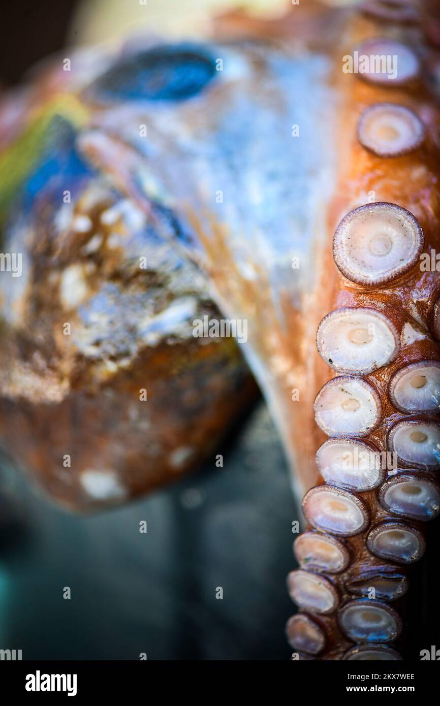 05.08.2018., Zagreb, Croatie - le pieuvre est un mollusque doux à huit limbed de l'ordre des pieuvres. Environ 300 espèces sont reconnues et l'ordre est regroupé dans la classe Cephalopoda avec des calmars, des seiches et des nautiloïdes. Comme les autres céphalopodes, le poulpe est bilatéralement symétrique avec deux yeux et un bec, avec sa bouche au point central des huit membres (traditionnellement appelés 'bras', parfois appelé 'tentacules' à tort). Le corps souple peut rapidement modifier sa forme, ce qui permet aux poulpes de se pincer à travers de petits espaces. Ils suivent leurs huit appendices derrière eux pendant qu'ils nagent. T Banque D'Images