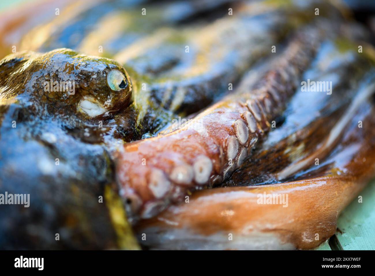05.08.2018., Zagreb, Croatie - le pieuvre est un mollusque doux à huit limbed de l'ordre des pieuvres. Environ 300 espèces sont reconnues et l'ordre est regroupé dans la classe Cephalopoda avec des calmars, des seiches et des nautiloïdes. Comme les autres céphalopodes, le poulpe est bilatéralement symétrique avec deux yeux et un bec, avec sa bouche au point central des huit membres (traditionnellement appelés 'bras', parfois appelé 'tentacules' à tort). Le corps souple peut rapidement modifier sa forme, ce qui permet aux poulpes de se pincer à travers de petits espaces. Ils suivent leurs huit appendices derrière eux pendant qu'ils nagent. T Banque D'Images