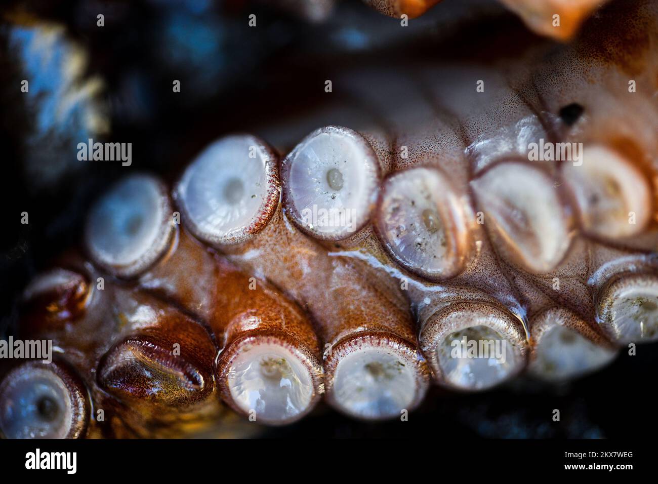 05.08.2018., Zagreb, Croatie - le pieuvre est un mollusque doux à huit limbed de l'ordre des pieuvres. Environ 300 espèces sont reconnues et l'ordre est regroupé dans la classe Cephalopoda avec des calmars, des seiches et des nautiloïdes. Comme les autres céphalopodes, le poulpe est bilatéralement symétrique avec deux yeux et un bec, avec sa bouche au point central des huit membres (traditionnellement appelés 'bras', parfois appelé 'tentacules' à tort). Le corps souple peut rapidement modifier sa forme, ce qui permet aux poulpes de se pincer à travers de petits espaces. Ils suivent leurs huit appendices derrière eux pendant qu'ils nagent. T Banque D'Images