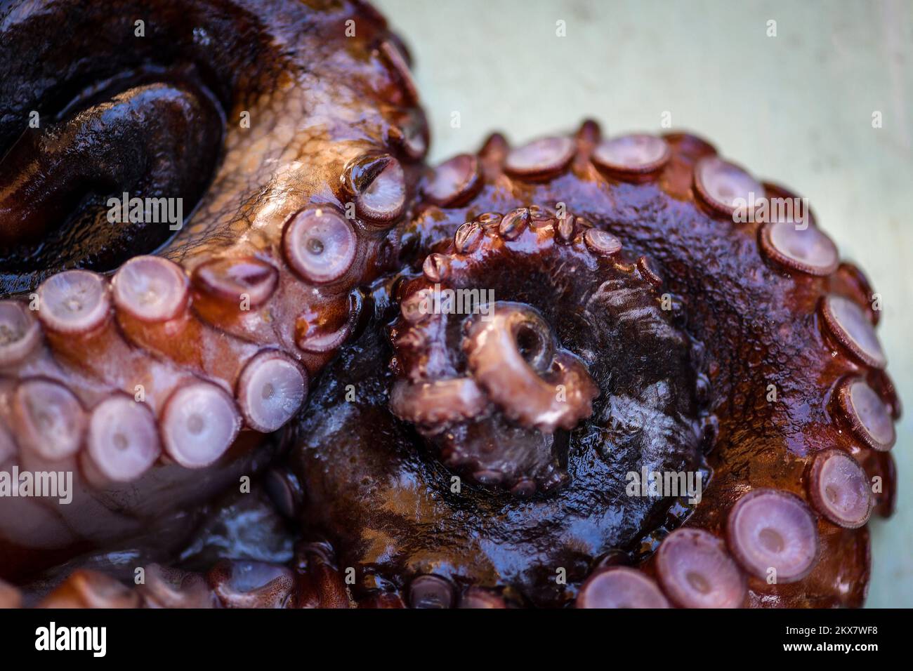 05.08.2018., Zagreb, Croatie - le pieuvre est un mollusque doux à huit limbed de l'ordre des pieuvres. Environ 300 espèces sont reconnues et l'ordre est regroupé dans la classe Cephalopoda avec des calmars, des seiches et des nautiloïdes. Comme les autres céphalopodes, le poulpe est bilatéralement symétrique avec deux yeux et un bec, avec sa bouche au point central des huit membres (traditionnellement appelés 'bras', parfois appelé 'tentacules' à tort). Le corps souple peut rapidement modifier sa forme, ce qui permet aux poulpes de se pincer à travers de petits espaces. Ils suivent leurs huit appendices derrière eux pendant qu'ils nagent. T Banque D'Images