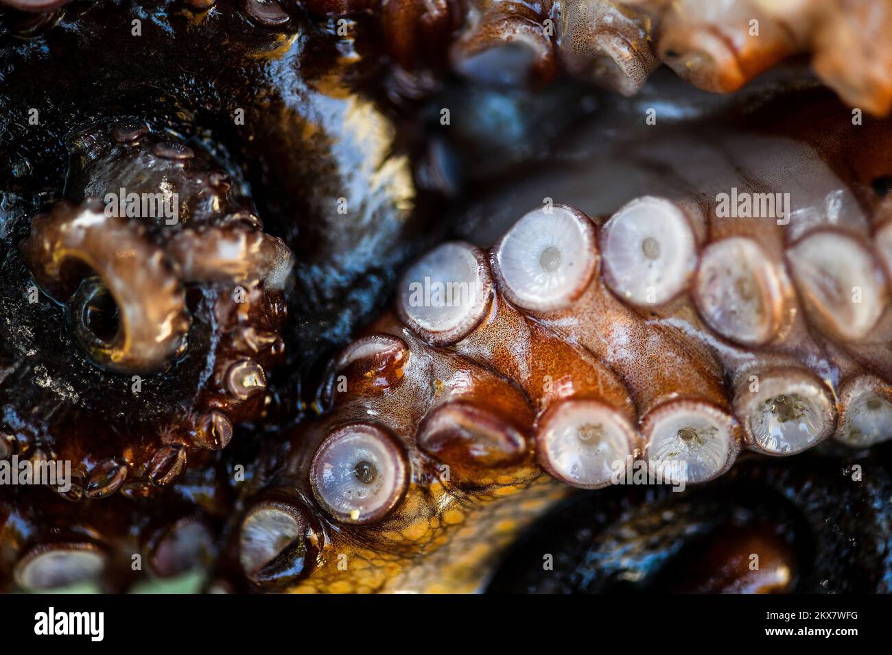 05.08.2018., Zagreb, Croatie - le pieuvre est un mollusque doux à huit limbed de l'ordre des pieuvres. Environ 300 espèces sont reconnues et l'ordre est regroupé dans la classe Cephalopoda avec des calmars, des seiches et des nautiloïdes. Comme les autres céphalopodes, le poulpe est bilatéralement symétrique avec deux yeux et un bec, avec sa bouche au point central des huit membres (traditionnellement appelés 'bras', parfois appelé 'tentacules' à tort). Le corps souple peut rapidement modifier sa forme, ce qui permet aux poulpes de se pincer à travers de petits espaces. Ils suivent leurs huit appendices derrière eux pendant qu'ils nagent. T Banque D'Images