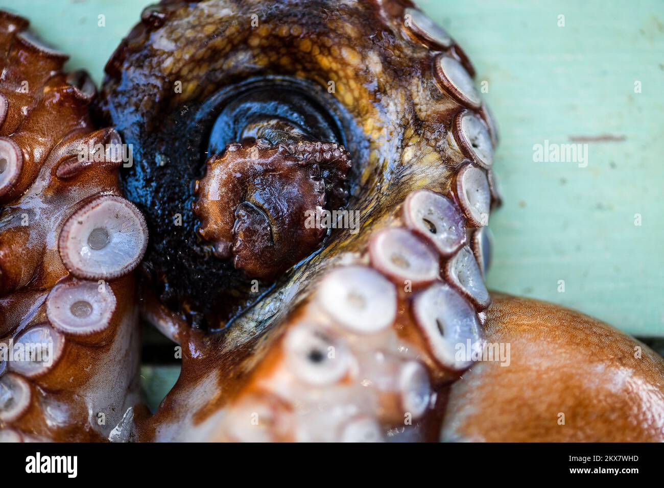 05.08.2018., Zagreb, Croatie - le pieuvre est un mollusque doux à huit limbed de l'ordre des pieuvres. Environ 300 espèces sont reconnues et l'ordre est regroupé dans la classe Cephalopoda avec des calmars, des seiches et des nautiloïdes. Comme les autres céphalopodes, le poulpe est bilatéralement symétrique avec deux yeux et un bec, avec sa bouche au point central des huit membres (traditionnellement appelés 'bras', parfois appelé 'tentacules' à tort). Le corps souple peut rapidement modifier sa forme, ce qui permet aux poulpes de se pincer à travers de petits espaces. Ils suivent leurs huit appendices derrière eux pendant qu'ils nagent. T Banque D'Images