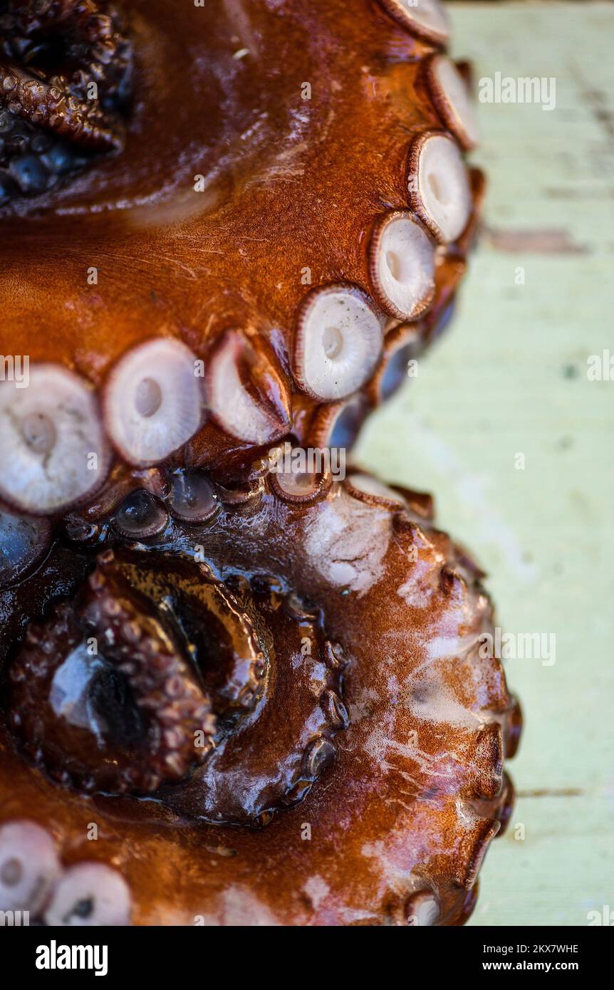 05.08.2018., Zagreb, Croatie - le pieuvre est un mollusque doux à huit limbed de l'ordre des pieuvres. Environ 300 espèces sont reconnues et l'ordre est regroupé dans la classe Cephalopoda avec des calmars, des seiches et des nautiloïdes. Comme les autres céphalopodes, le poulpe est bilatéralement symétrique avec deux yeux et un bec, avec sa bouche au point central des huit membres (traditionnellement appelés 'bras', parfois appelé 'tentacules' à tort). Le corps souple peut rapidement modifier sa forme, ce qui permet aux poulpes de se pincer à travers de petits espaces. Ils suivent leurs huit appendices derrière eux pendant qu'ils nagent. T Banque D'Images