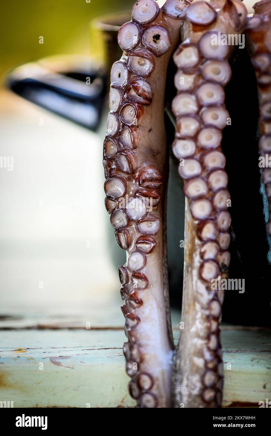 05.08.2018., Zagreb, Croatie - le pieuvre est un mollusque doux à huit limbed de l'ordre des pieuvres. Environ 300 espèces sont reconnues et l'ordre est regroupé dans la classe Cephalopoda avec des calmars, des seiches et des nautiloïdes. Comme les autres céphalopodes, le poulpe est bilatéralement symétrique avec deux yeux et un bec, avec sa bouche au point central des huit membres (traditionnellement appelés 'bras', parfois appelé 'tentacules' à tort). Le corps souple peut rapidement modifier sa forme, ce qui permet aux poulpes de se pincer à travers de petits espaces. Ils suivent leurs huit appendices derrière eux pendant qu'ils nagent. T Banque D'Images